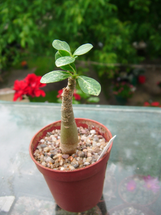 adenium