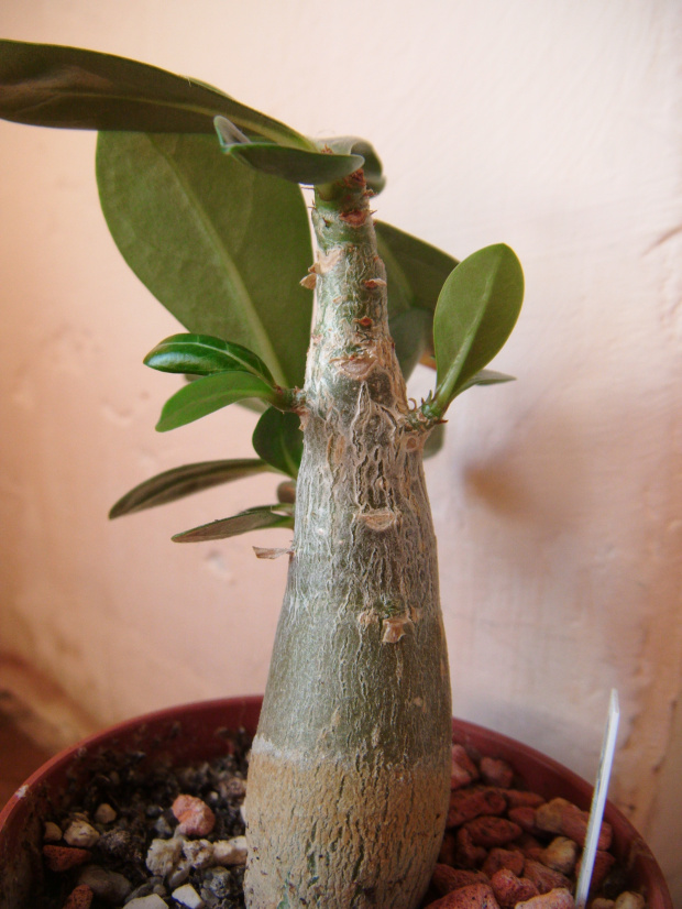 adenium