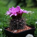 Gymnocalycium neuhuberi JO 779