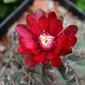 Gymnocalycium baldianum P 127