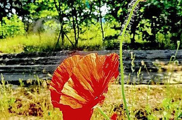 Świat ciepłych barw
- nasza droga... #mak #kwiat