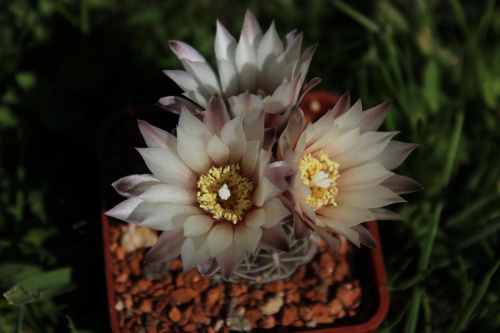 Gymnocalycium uebelmannianum