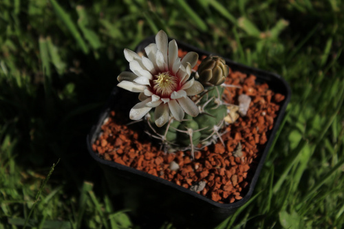 Gymnocalycium intertextum var. moserianum SE 9