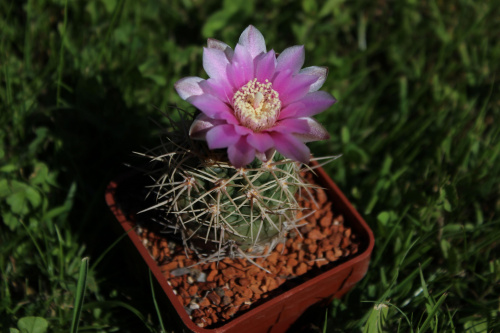 Gymnocalycium neububeri LF 10