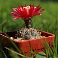 Gymnocalycium baldianum JO 339