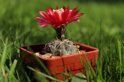 Gymnocalycium baldianum JO 339