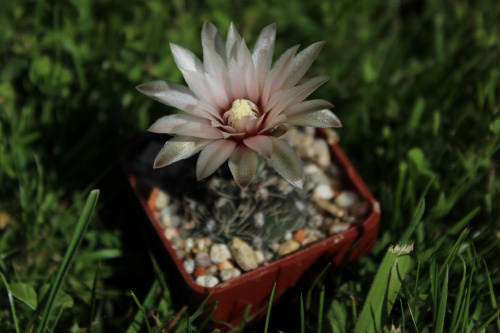 Gymnocalycium erinaceum KP 333