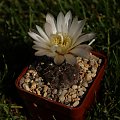 Gymnocalycium gibbosum var. chubutense GN 179/921