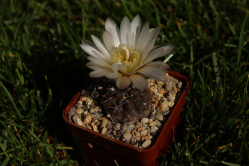 Gymnocalycium gibbosum var. chubutense GN 179/921