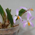 Laelia reginae