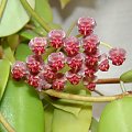 Hoya halophila