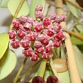 Hoya halophila