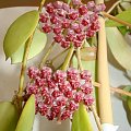 Hoya halophila