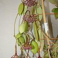 Hoya halophila