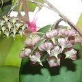 Hoya caudata