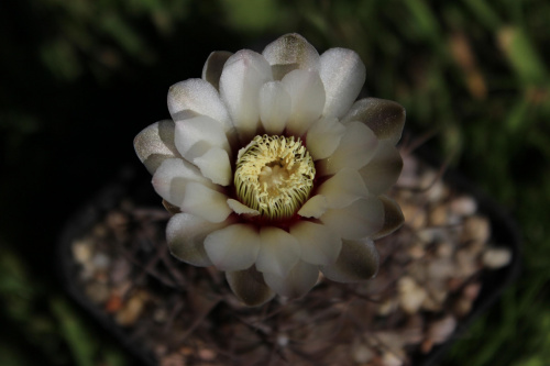 Gymnocalycium striglianum ssp. aeneum GN 90-120/893