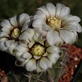 Gymnocalycium vatteri