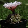 Gymnocalycium rosanthemum