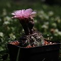 Gymnocalycium alboareolatum