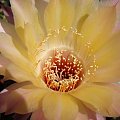 Echinopsis Noellers Hybride