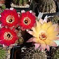 Echinopsis Noellers Hybride i Lobivia