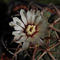 Gymnocalycium bayrianum L 447