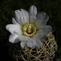 Gymnocalycium monvillei v steineri LF 95