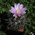 Gymnocalycium horridispinum