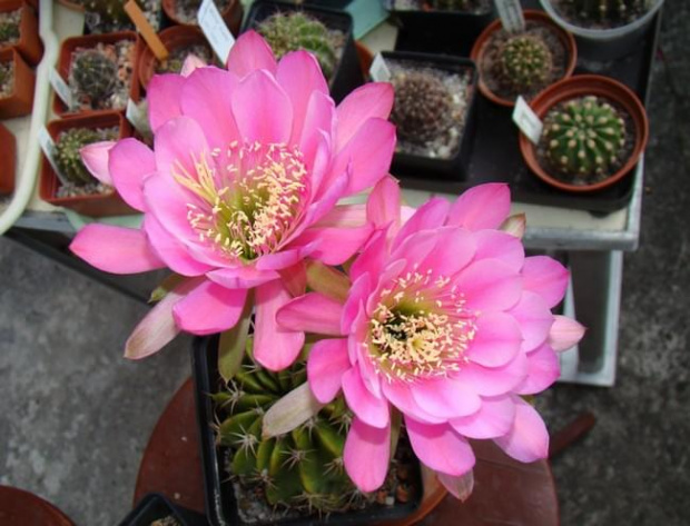 Echinopsis hybr.