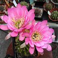 Echinopsis hybr.