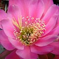 Echinopsis hybr.