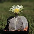 Astrophytum myriostigma