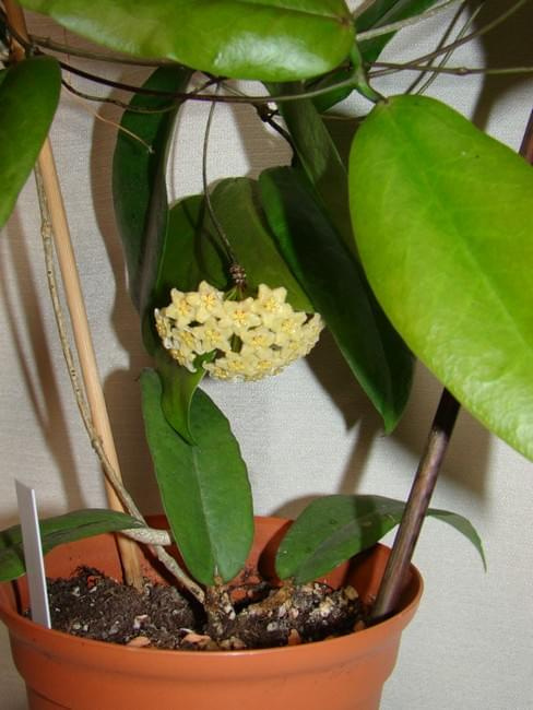 Hoya montana