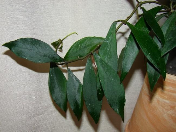 Hoya mirabilis