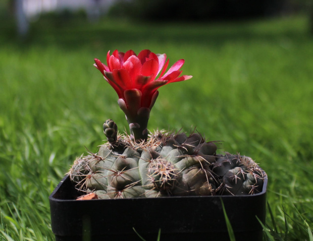 Gymnocalycium baldianum P 127