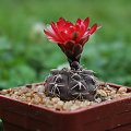 Gymnocalycium baldianum JO 1064/1