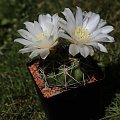 Gymnocalycium monvillei