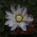 Gymnocalycium taningaense v. lukasiki JPR 92-100/237, Argentina San Jose del Morro to Esquina, San Luis, 900m