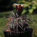 Gymnocalycium spegazzinii STO 88-160, Molinos, Salta, Argentina 2200m