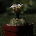 Gymnocalycium denudatum v. brasiliense