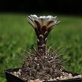 Gymnocalycium striglianum ssp. aeneum GN 90-120/893