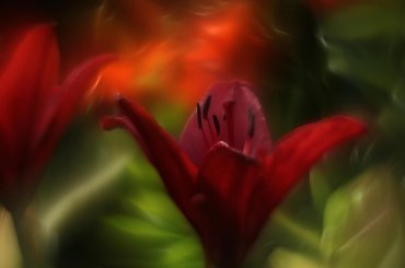 #bokeh #CanonEOS6D #Helios #kwiaty #M42 #makro #przyroda