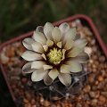 Gymnocalycium ochoterenae TOM 07-233/1