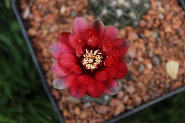 Gymnocalycium baldianum JPR 179, near El Alto, Catamarca, Argentina
