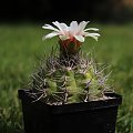 Gymnocalycium mostii ssp. valnicekianum P 83, Argentina Cordoba (Capilla del Monte 1000m)