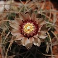 Gymnocalycium catamarcense v. schmidianum LB 1308, Cuesta de Zapata, Catamarca, Argentina 1620m