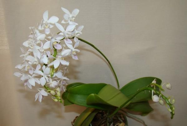 Phalaenopsis equestris var alba