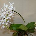 Phalaenopsis equestris var alba