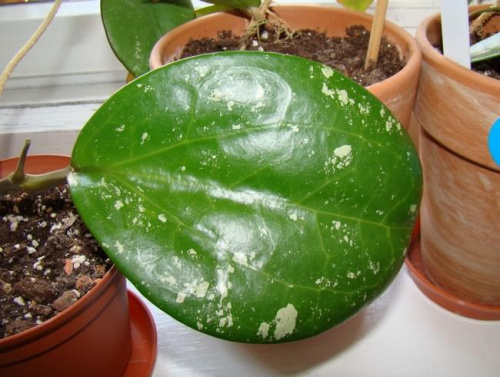 Hoya loyceandrewsiana