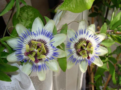 Passiflora coerulea